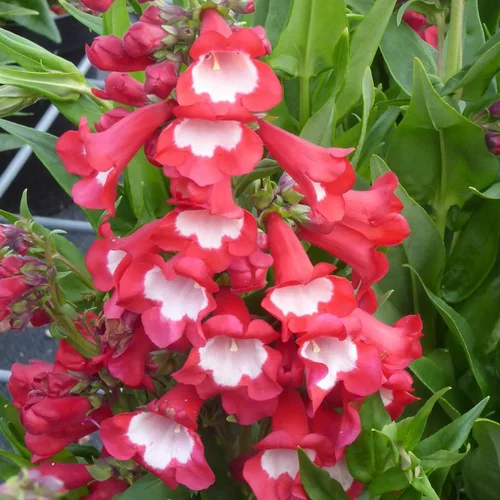 Univers jardin：Penstemon - Le cocoripot de 5 litres