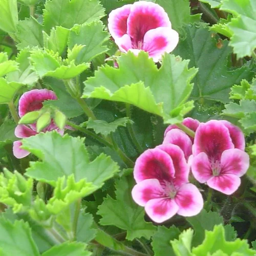 Style pour le jardin：Pelargonium à Petites Fleurs - Le pot de 10 litres