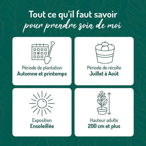 Jardin chez vous：Murier Dirksen Bio. Le pot de 2 litres