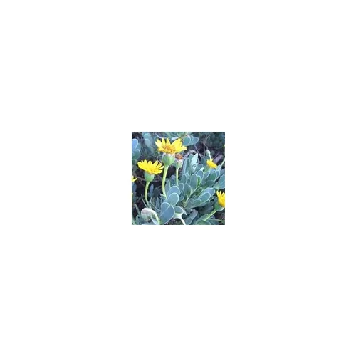 Solution pratique：Othonopsis jaune - Le pot de 9 x 9 cm
