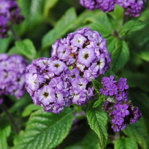 Pour votre jardin：Héliotrope ou Herbe de Saint-Fiacre à fleurs bleues - Le pot Ø 14 cm