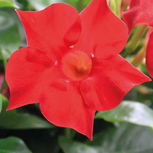 Jardin accessoire：Dipladénia Sundaville Velvet - Le pot de 9 x 9 cm
