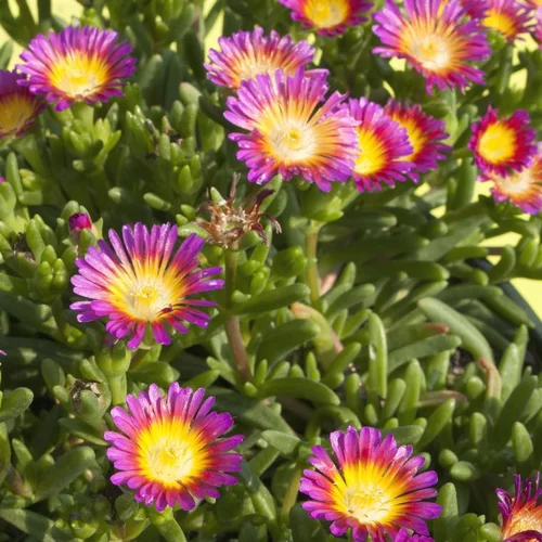 Pour l’univers du jardin:Pourpier vivace wow hot pink wonder en pot de 2 L