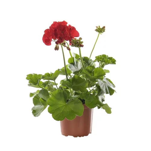 Pour un jardin plus pratique：Géranium zonale extra. Le pot de 10,5 cm