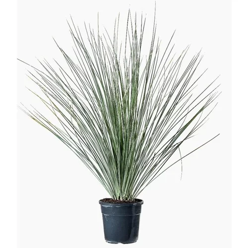 Idée pratique:Dasylirion Longissimum en pot de 9 L vert