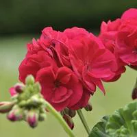 Bien pratique au jardin：Géranium zonale - La barquette de 10 plants