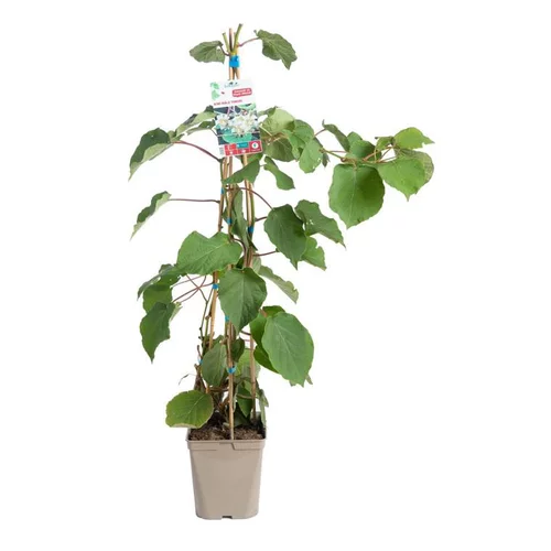 Une touche jardin:Kiwi Femelle Koryoku' Bio. Le pot de 5 litres