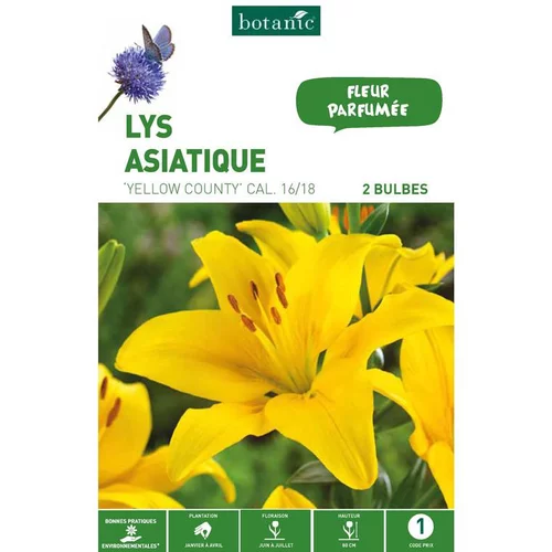 Pour donner du style à l’extérieur：Lys Asiatique Yellow county jaune botanic® - 2 bulbes