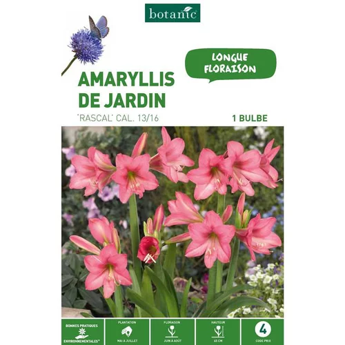 Pour profiter pleinement de l’extérieur:Amarilys Rascal rose botanic® - 1 bulbe