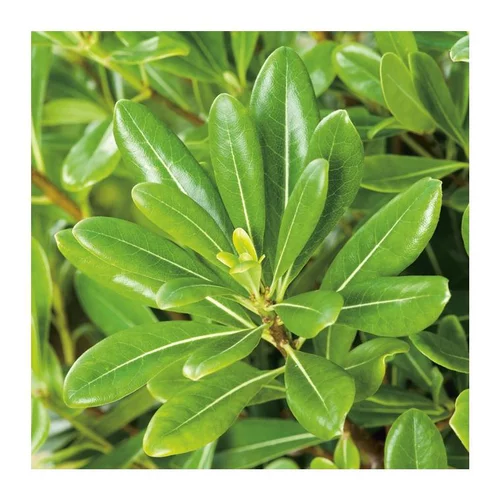 Pour la vie au jardin:Pittosporum Tobira - pot 10 L