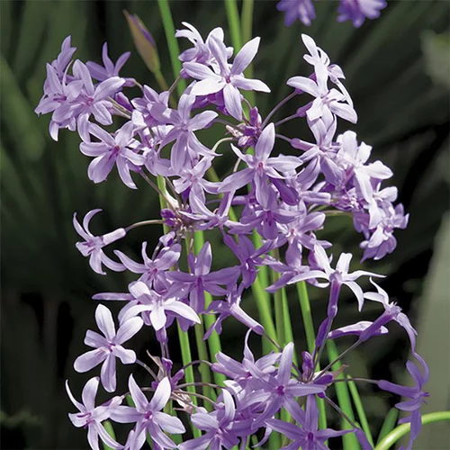 Une solution adaptée au jardin：Tulbaghia Violacea - Le pot de 2,5 litres