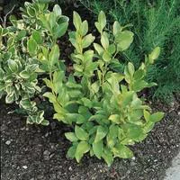 Déco pour le jardin：Griselina Littoralis vert 80/60 cm en pot de 4 L