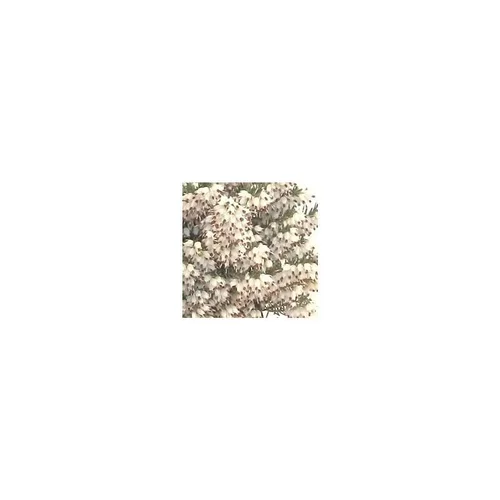 Extérieur solution：Bruyère carnéa blanche - Avec cache pot
