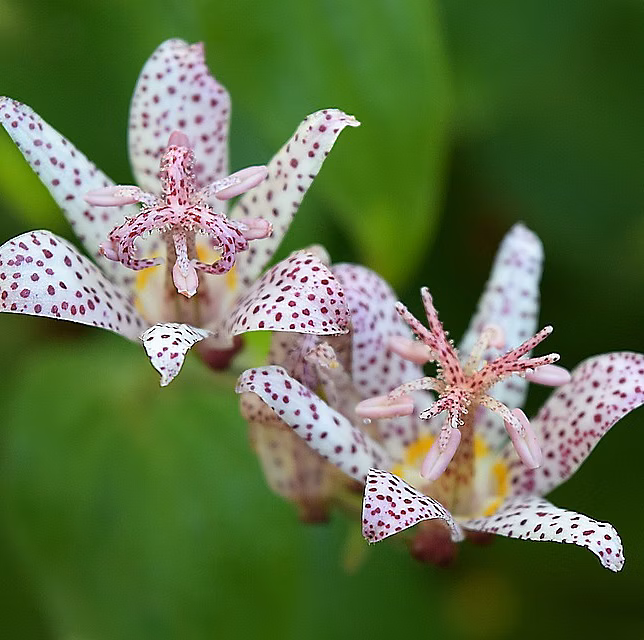 6 x Lis des crapauds de Formose | Tricyrtis formosana – godet 9cm x 9cm