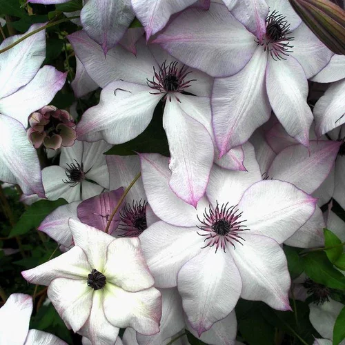 Extérieur solution：CLEMATITE FOND MEMORIES. Le pot de 4 litres
