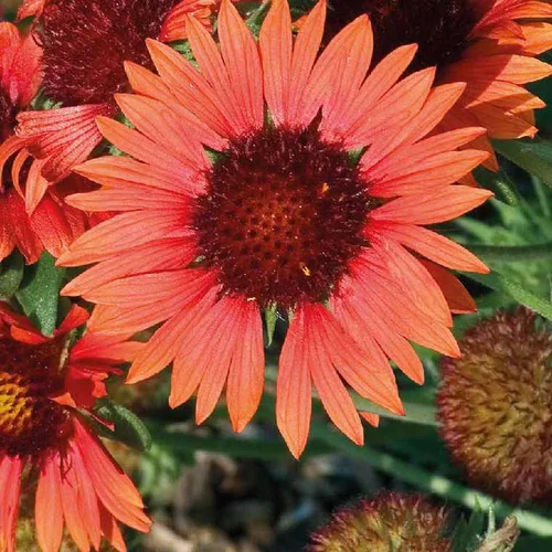 Jardin et plaisir:Gaillarde Orange - Le pot de 9 x 9 cm