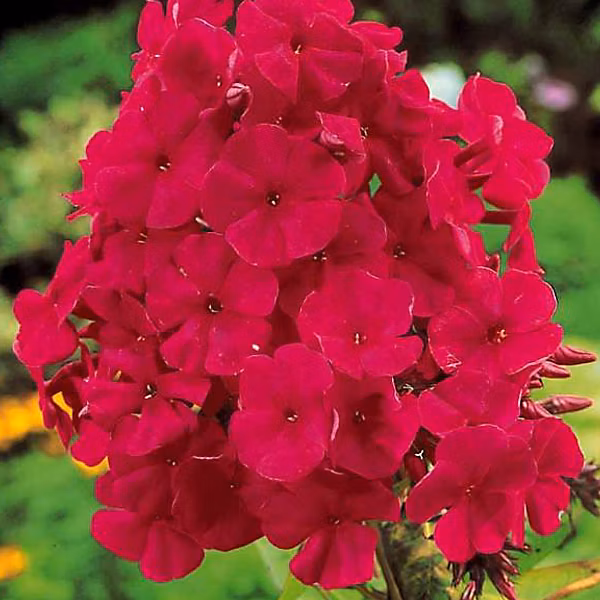 6 x Phlox paniculé 'Tenor' – Phlox paniculata 'Tenor', godet 9cm x 9cm