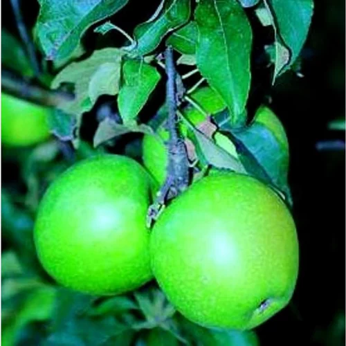 Pour un jardin à votre image:Pommier Granny Smith. Le pot de 15 litres forme 1/2 tige