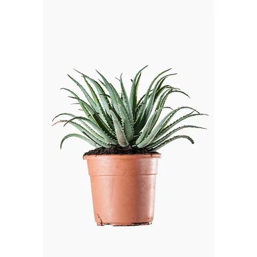 Pour compléter votre jardin：Aloe Spinosissima en pot de 7 L vert