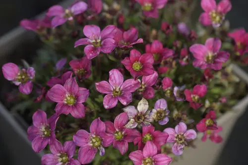 L’essentiel pour le jardin：Saxifrage-Mousse ALPINO EARLY CARNIVAL - Le pot de 2 litres
