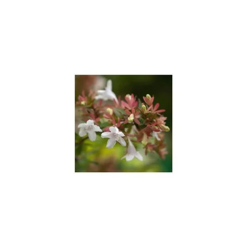 Utile au jardin：Abélia Grandiflora rose en pot