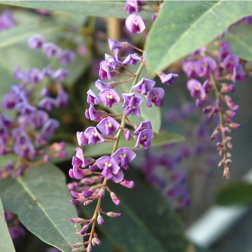 Extérieur loisirs：Hardenbergia arceau - Le pot de 1 litre