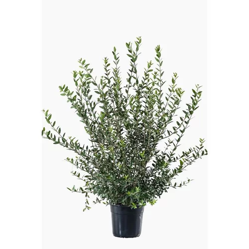 Extérieur utile：Phillyrea Angustifolia (Filaire à feuilles étroites) 60/80 en pot de 7,5 L vert