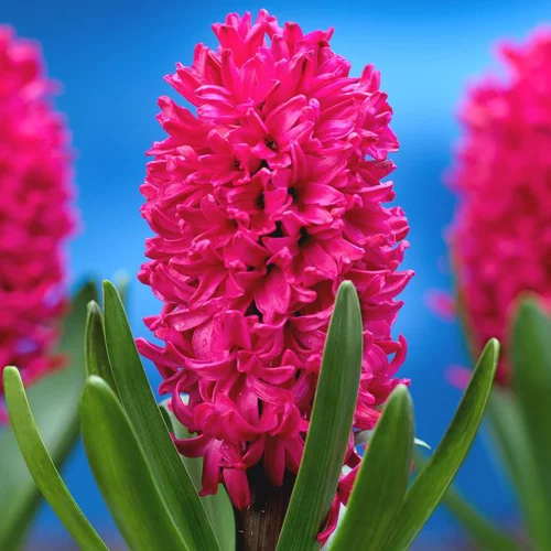 Pour vos projets jardin:Jacinthe Red Glory - Le godet