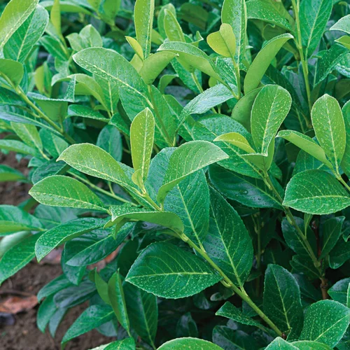 Pour vos espaces：Laurier cerise 80/100 cm. Le pot de 5 litres