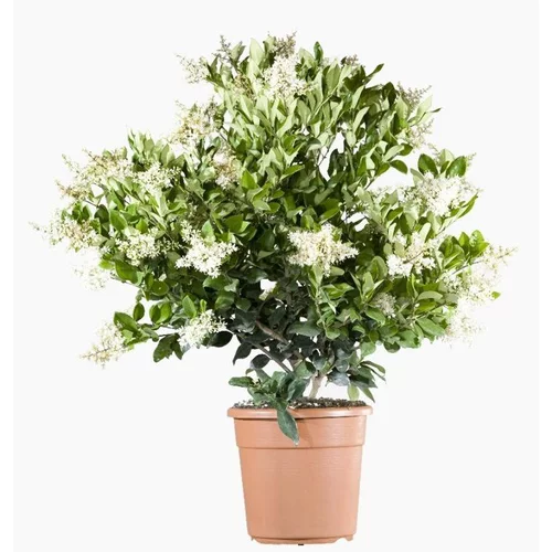 Pour vos envies de jardin:Ligustrum Texanum (Troène du Texas) 100/125 en pot de 15 L vert