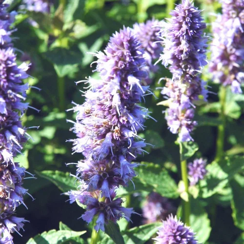 Solution jardin：Agastache - Le pot de 3 litres