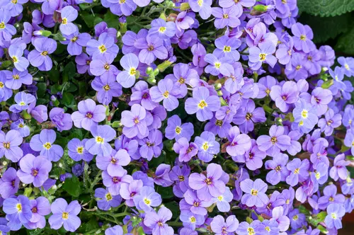 Pour enrichir votre univers jardin：Aubriète AXCENT LIGHT BLUE - Le pot de 2 litres
