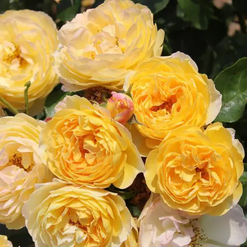 Mon jardin:Rosier château de Cheverny® Deljaupar