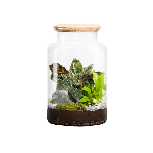 Jardin passion:Terrarium autonome botanic® Jungle Classic - Taille M Ø 24 cm H 30 cm