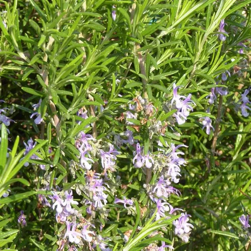 Parfait pour le jardin:Romarin bleu en pot Ø 45 L