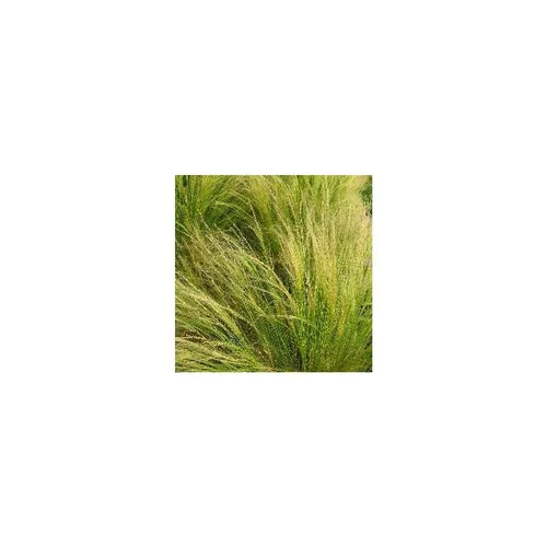 Espace vert moderne:Stipa cheveux d'anges - Le pot de 2 litres