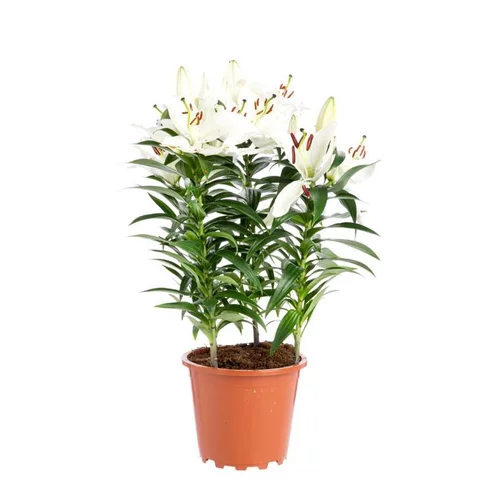 Plaisir dehors:Lys Blanc 5 pieds pot Ø19xH60 cm