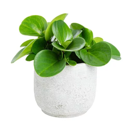 Une idée pour votre jardin：Plante graphique avec cache-pot Ø 12 cm