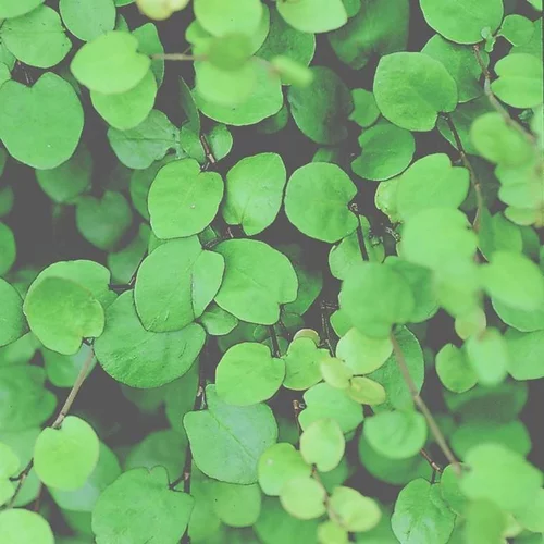 Une sélection pensée pour le jardin:Muehlenbeckia complexa ou cheveux de Vénus - Le pot de Ø 9-12 cm