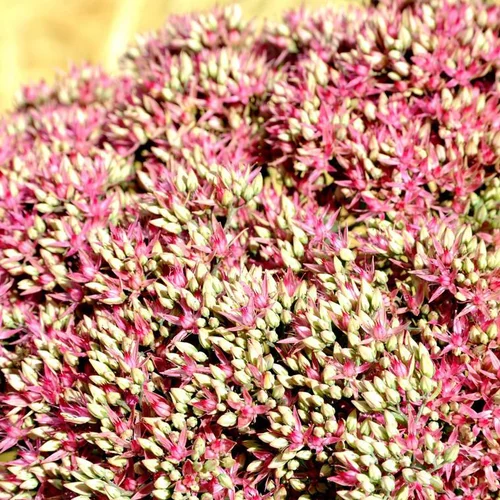 Un plus pour vos extérieurs:Sédum Mr Goodbud rose en pot de 2 L