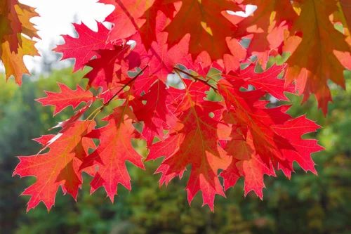 Pour embellir vos extérieurs:Chêne Rouge d'Amérique. Le pot de 15 litres