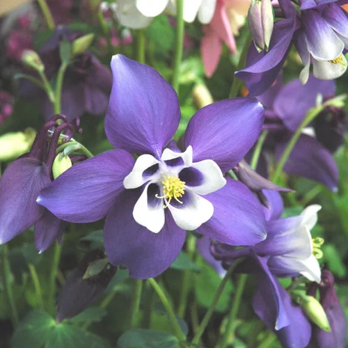 Bien dehors：Aquilegia Caerulea Spring Magic Navy And White. Le pot de 4 litres