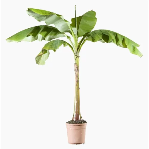 Nature jardin:Musa (Bananier d’intérieur) 125/150 en pot de 7 L vert