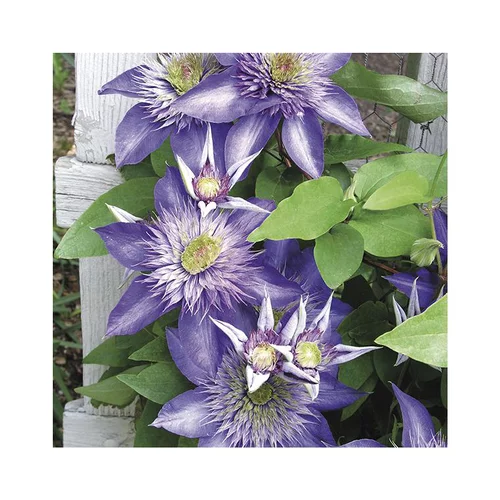 Un choix pratique pour le jardin:CLEMATITE MULTIBLUE. Le pot de 3 litres