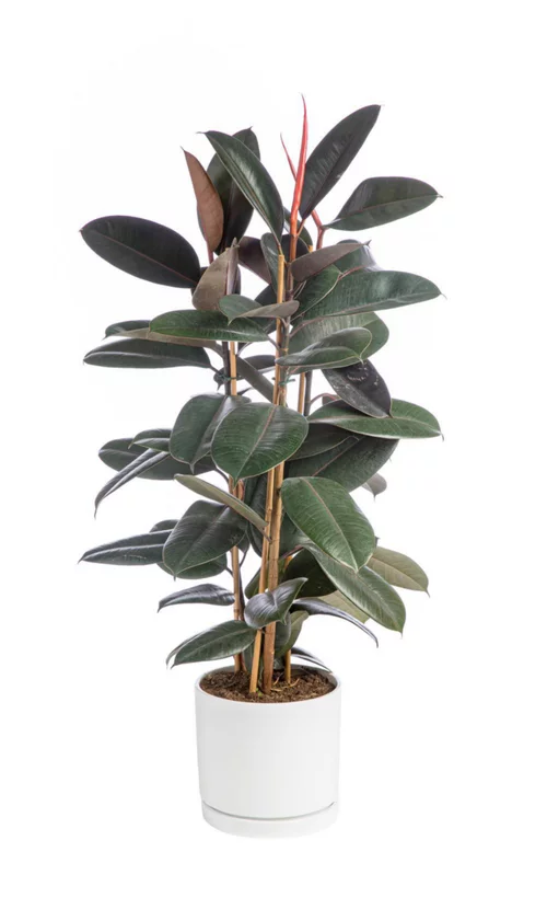 Jardin pour tous:Ficus elastica Abidjan 3 pieds vert en pot blanc émaillé botanic®. Le pot Ø 24 cm