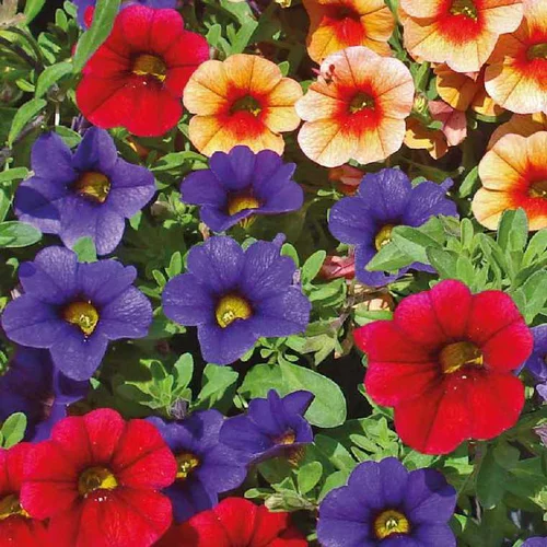 Jardin et idées:Calibrachoa - Le pot de 12 x 12 cm