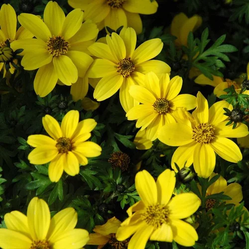 Jardin actuel:Bidens à fleurs jaunes - La barquette de 6 plants