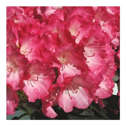 Extérieur accessoire:Rhododendron Nain - Le pot de 1 litre