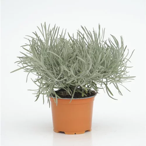 Essentiel maison：Helichrysum Thianschanicum - Le pot diam 12 cm