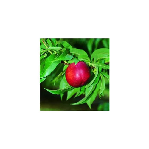 Pour vos projets extérieurs:Nectarinier Nectared 6 ®. Le pot de 12 litres forme 1/2 tige
